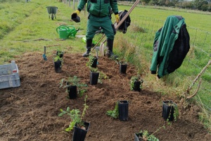 Großer Wiesenknopf vor dem Einpflanzen, Foto: T. Helbig