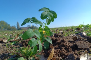 Frisch eingepflanzter Großer Wiesenknopf, Foto: T. Helbig