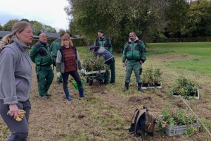 Pflanzung von Großen Wiesenknöpfen 3; Foto: Alexandra Budak