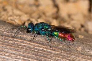 Blaufleck-Goldwespe; Foto: Jürgen Esser