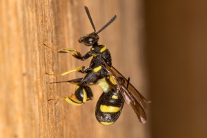 Gewöhnliche Falten-Erzwespe; Foto: Jürgen Esser