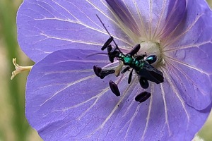 Wiesenstorchenschnabel