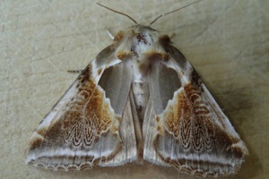 Achateule