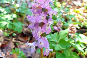 Hohler Lerchensporn