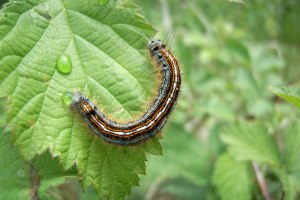 Raupe des Ringelspinners