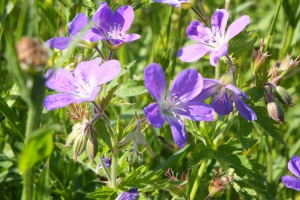 Wiesenstorchschnabel