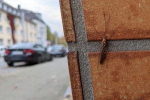 Sichelwespe, Rüttenscheid