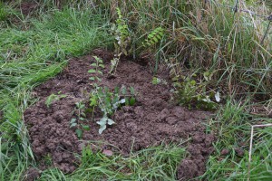 Frisch eingepflanzte Große Wiesennöpfe, Foto: K. Kretschmer