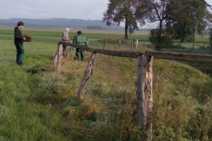 Das Pflanzgebiet im Schwafheimer Bruch, Foto: T. Helbig