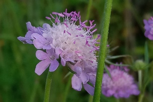 Taubenskabiose