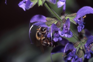 Wiesensalbei